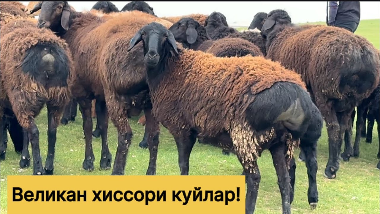 Великан хиссори куйлар! 912119191☎️ 942979899☎️