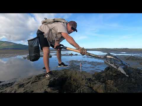 Video: Waar kun je gaper-kokkels graven in Oregon?