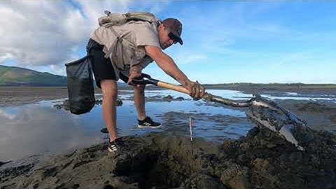 Clamming Basics with ODFW: Gaper and Butter Clams