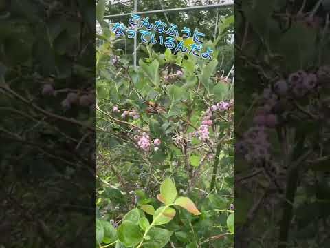 よこやま果樹園の紹介動画サムネイル