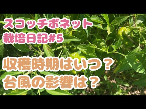 スコッチボネットの育て方徹底ガイド！超辛い唐辛子を家庭菜園で