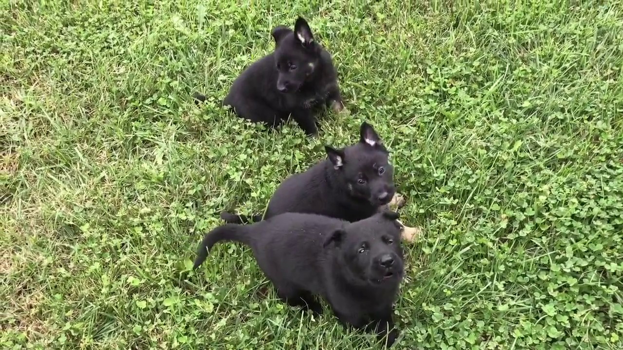 puppy paradise Y Litter von Prufenpuden German Shepherds Puppies 5 Wks Exploring The Farm