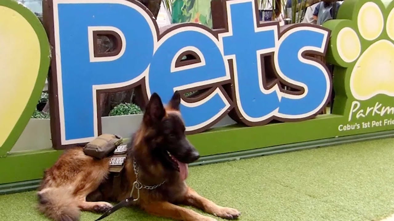 Pet Friendly Shopping Mall In Philippenes - YouTube