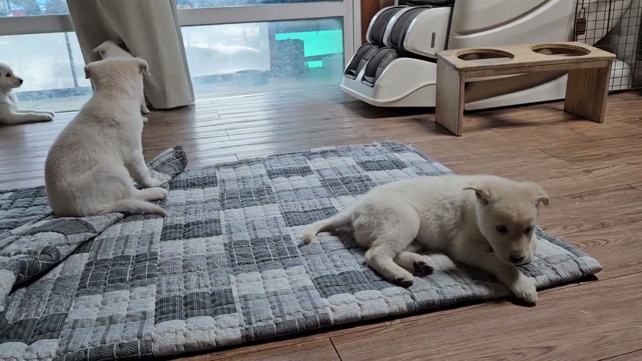 악동들 목욕시켰더니만 힘이 솟아요