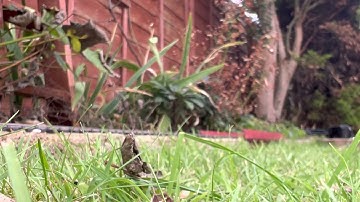 Heljan O gauge Class 25/2 - Legomanbiffo sounds