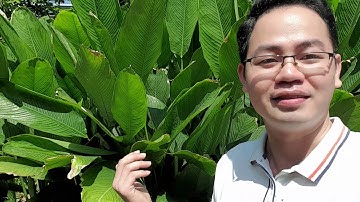 Cách giải rượu đơn giản, an toàn, hiệu quả