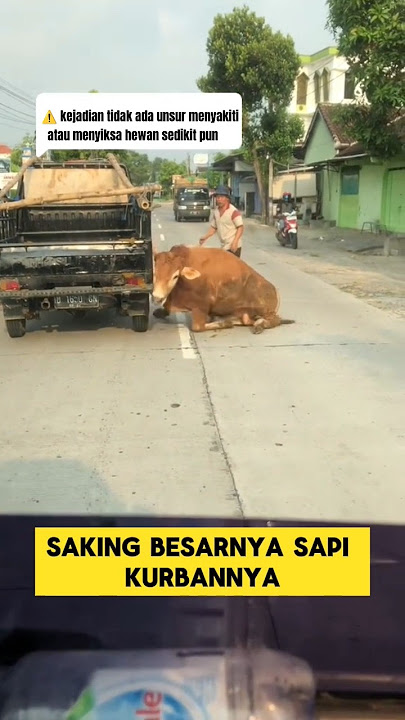 detik-detik sapi kurban jumbo melarikan diri dari mobil ‼️‼️#sapi #kurban #iduladha #lebaranhaji