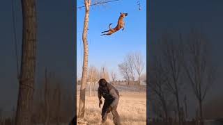 dog training 🔥#shorts like and subscribe for more videos