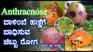 ||Anthracnose|| ದಾಳಿಂಬೆ ಹಣ್ಣಿಗೆ ಬಾಧಿಸುವ ಚಿಬ್ಬು ರೋಗ|| ರೈತ ಬಂದು||