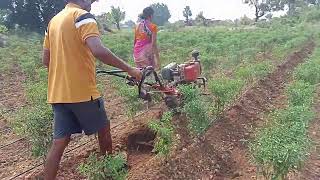 mirchi thota last intercultivation , Big beds making with 10hp diesel engine power weeder