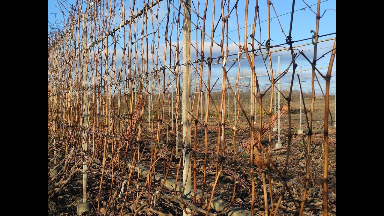 Шпалера для технічного винограду: висота, міжряддя та чому так