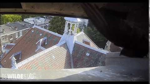 Gierzwaluw, liefde of vechten   16 juni 2017