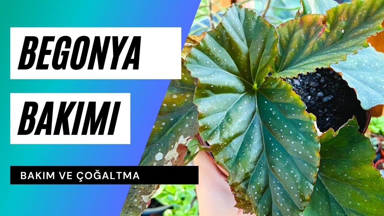Begonya Bakımı ve Çoğaltılması Nasıl Yapılır? 🍃