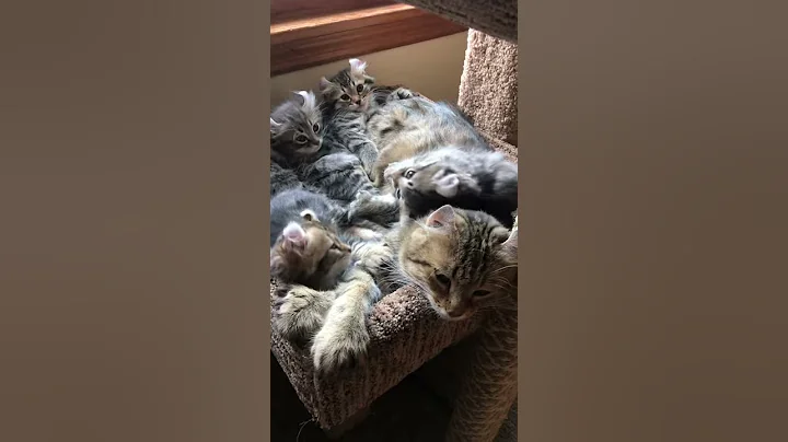 Watch the video about Cute Kitties Wake With a Yawn || ViralHog