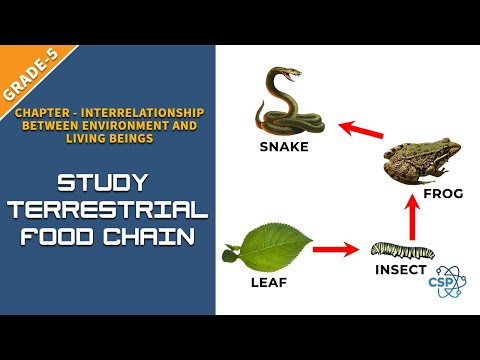 To Study the Terrestrial Food Chain | Class-5