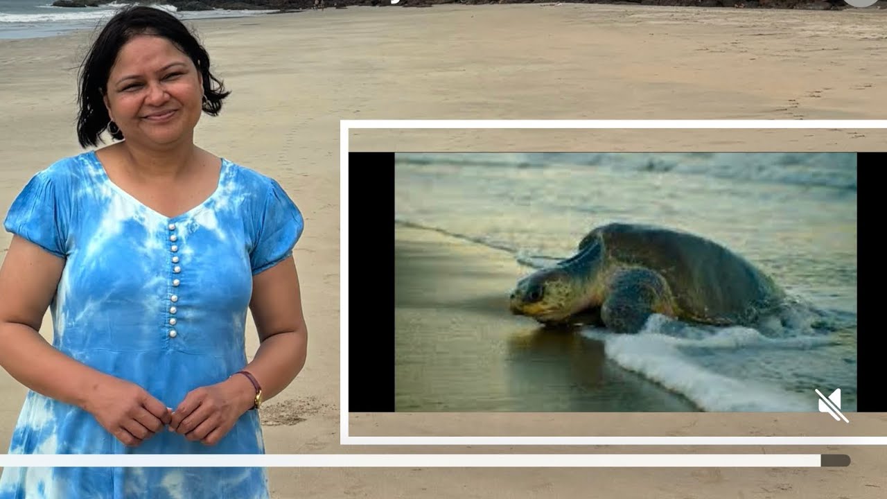 Olive Ridley Turtles nesting Goa Galjibag coast report by Arti Kulkarni Shekru stories 