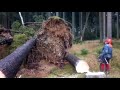Very Dangerous tree felling Chainsaw Husqvarna 560 XP - Storm Herwart Europe