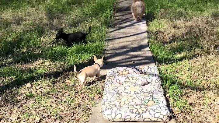Beatrice Gidget doing great! TracysPawsRescue