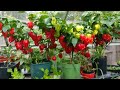 How to grow Scotch bonnet peppers from seeds: from seeds to harvest (17 Oct. 20)