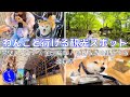 【柴犬と旅行】わんこと行ける!滋賀の観光スポット3選ぶらり旅、食べて癒されて大満足の旅【豆柴ころた】