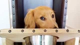 Why I'm giving up this Golden Retriever puppy  | RescueLife