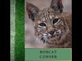 Bobcat Corner 002: College Football Playoff