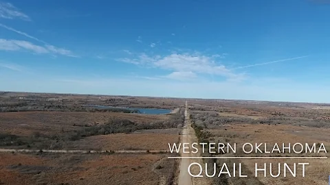 Wild Quail Hunting with Pointers | Oklahoma Public Land | TheWolf Outdoors