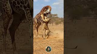 🦒 Giraffe Fights Back Against a Lioness! 😱🔥