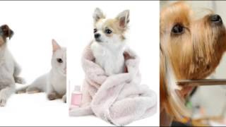 Tidy Dog Pet Supply & Salon (615) 885-0622