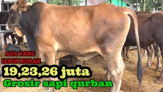 GROSIR SAPI QURBAN TERMURAH HANYA 19 Juta sudah layak qurban