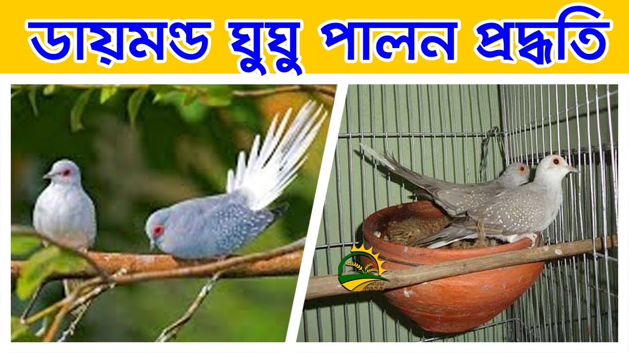 ডায়মন্ড ডাভ ঘুঘু পাখি পালন প্রদ্ধতি ও দাম