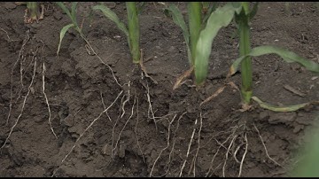 Taking Control with Subsurface Drip Irrigation
