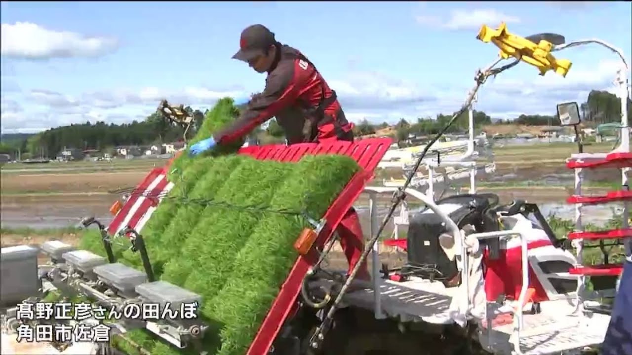 農家が苗から丹精込めて作っている」“ひとめぼれ”の田植え始まる 宮城