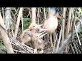 Mother Bird Attacked By Her Children Because Of Their Food | Mother also Received Delicious Food