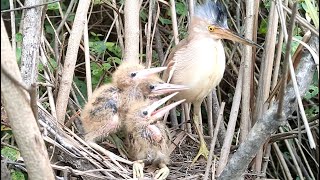 Mother Bird Attacked By Her Children Because Of Their Food | Mother also Received Delicious Food