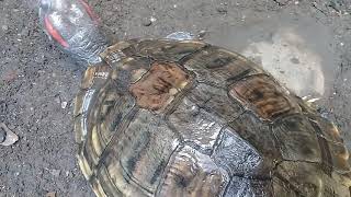 BRAZILIAN TURTLE FOOD LIST: MEAT, VEGETABLES, AND FRUIT!