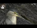 【野鳥観察】川でサギ類を観察中、カラスに追われるミサゴが驚きの行動に出た! Vlog64
