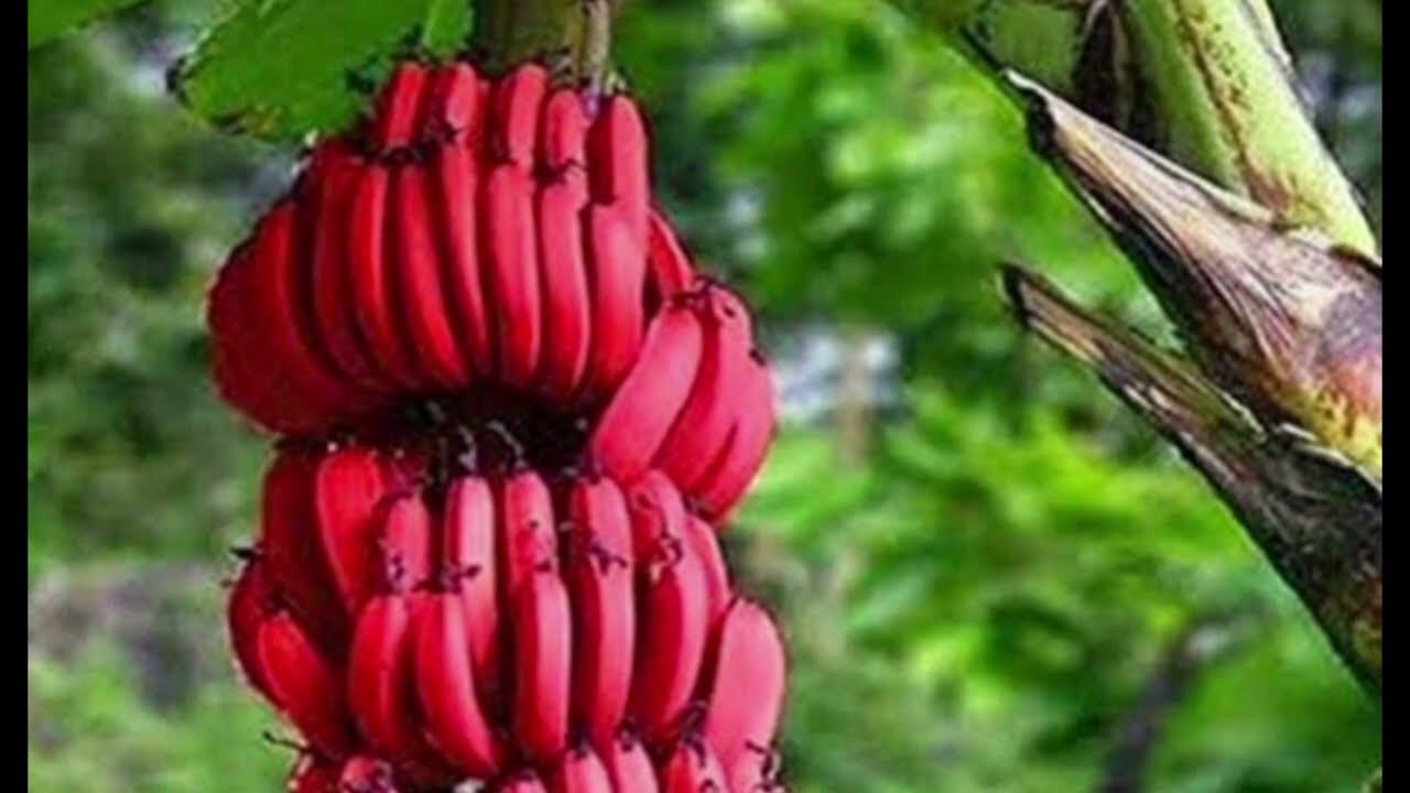 செவ்வாழை வாழைப்பழத்தில் சத்து - YouTube