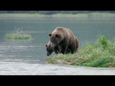 Video: 17 Potret Kuat Alaska 