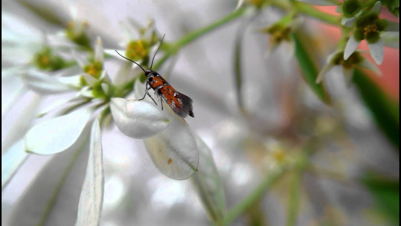 Polilla pequeña - YouTube