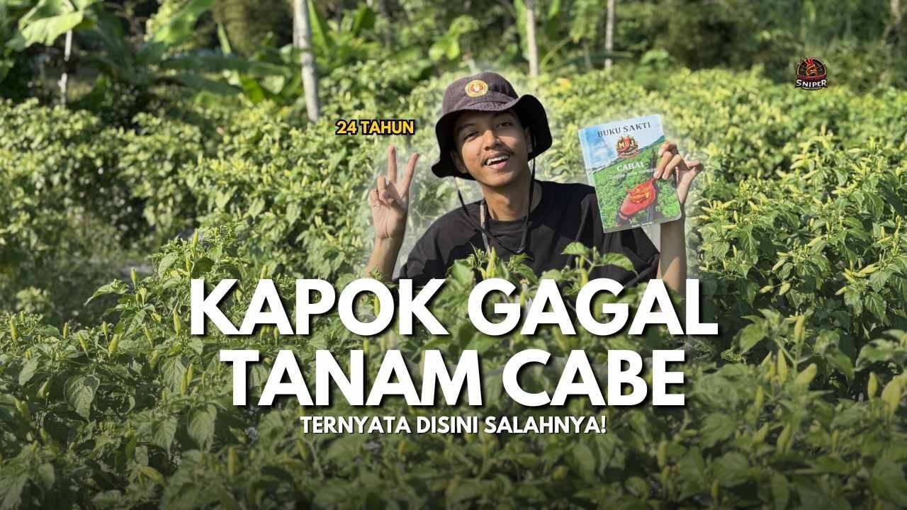 Kapok Gagal Tanam Cabai? Bahaya Bedengan Rendah di Lahan Ekstrem! | SENIMAN PERTANIAN