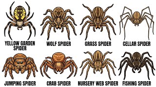 Every Kind of Backyard Spider Explained