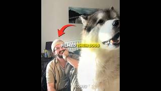 These Owners Filmed Their Dogs In Random Situations