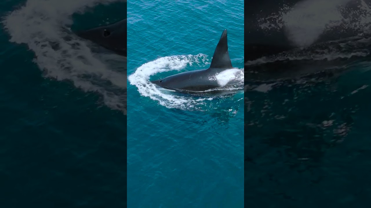 Big male killer whale from drone