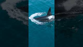 Big Male Killer Whale From Drone