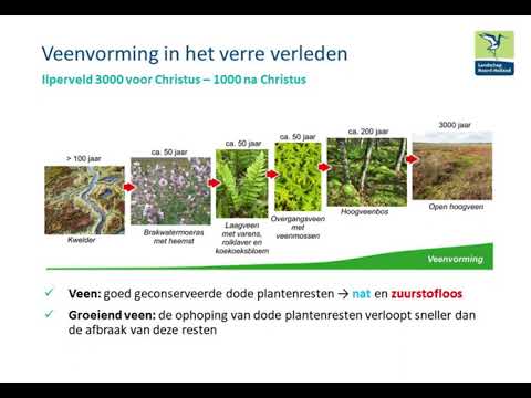 Video: Door welke aanpassing kunnen moerasplanten in een moeras leven?