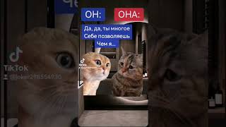 #cat #funnyshorts #фан #котики #смех#смешноевидео #юмор #коты #funnycats #funnyvideos #funnyshorts