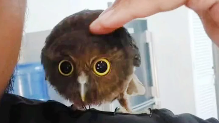 Owls Are The ADORABLE in the World 🤣 Funny Animals Videos 2025