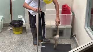 Bangkok Snake Farm  Snake wasn’t having any of it ! Like and subscribe for more