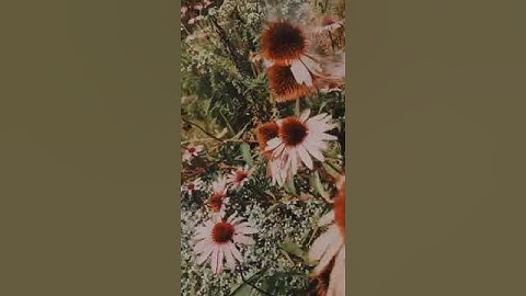 Even in the darkest times, flowers find a way to bloom. 🌸 Your time to flourish is coming. 🌿